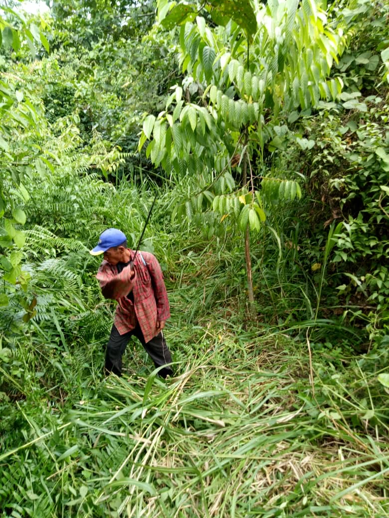 Bukit Piton planting work