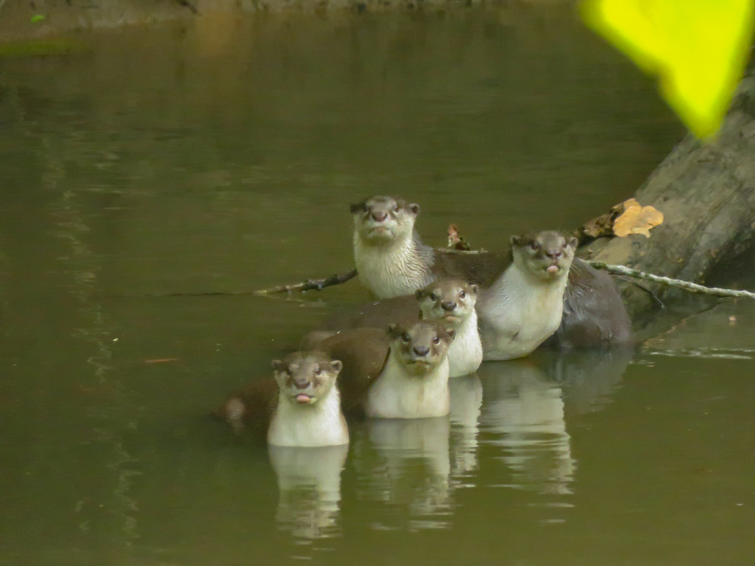 Familie von Ottern in Bukit Piton