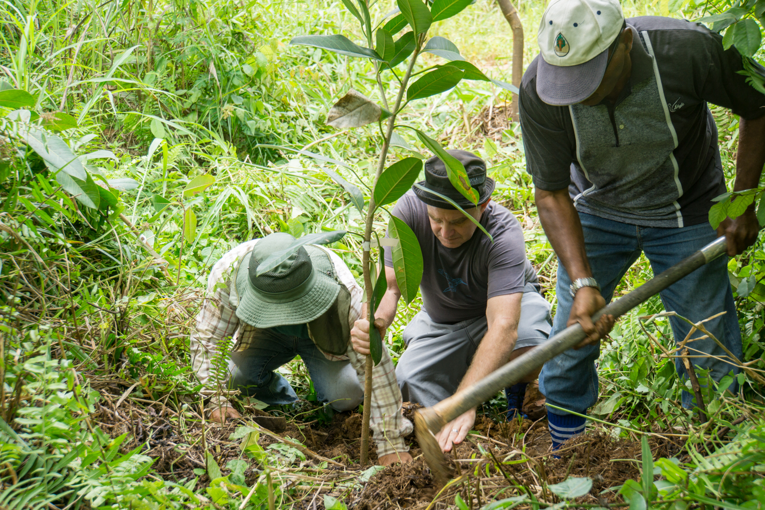 Bukit Piton planting work