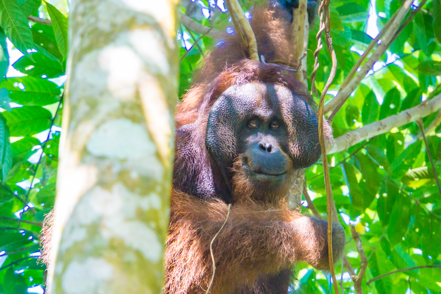 Bukit Piton Orangutan observing us