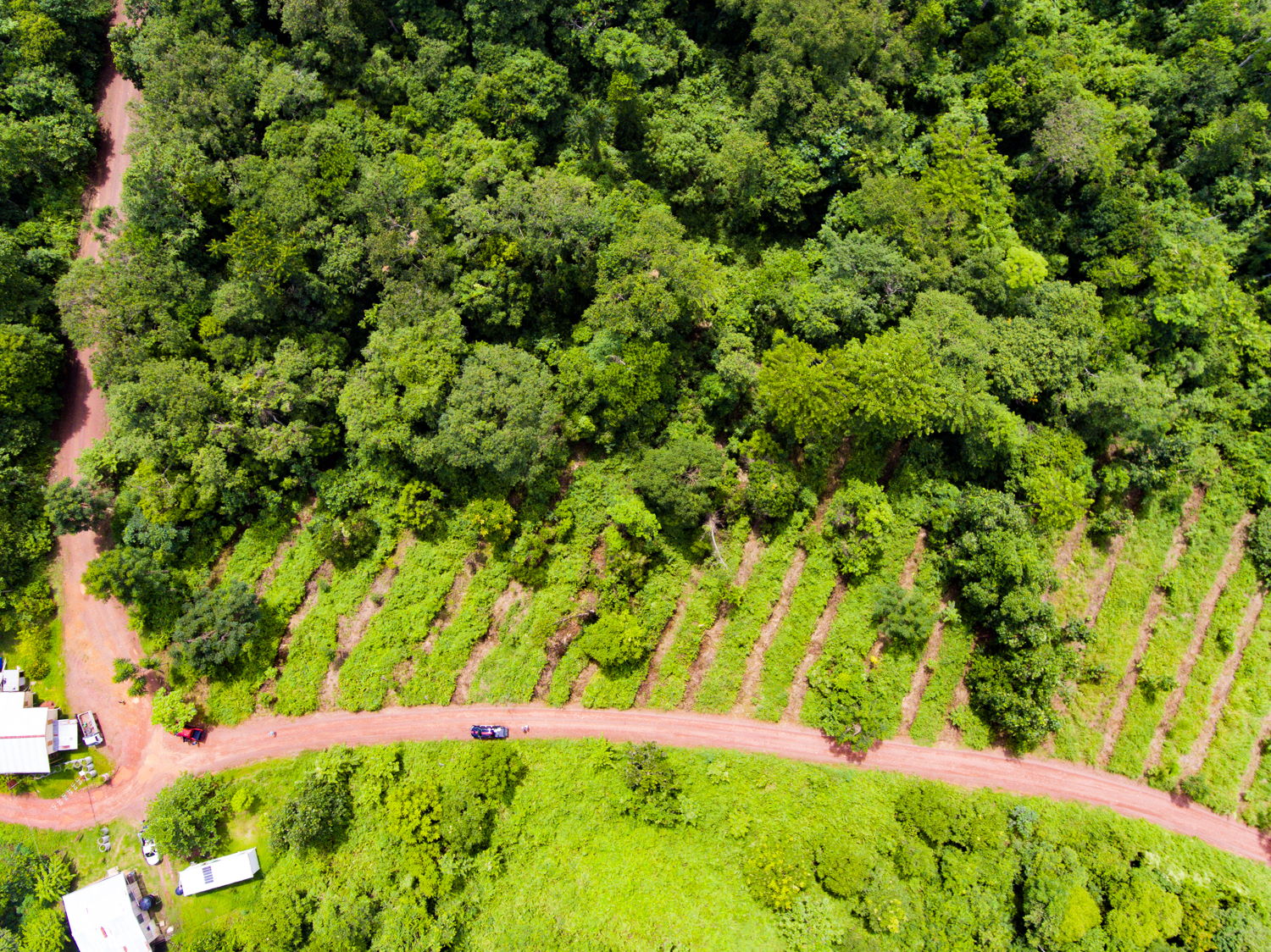 Bukit Piton Plantaition DJI_0073.jpg