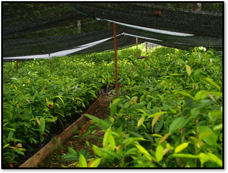 Nursery