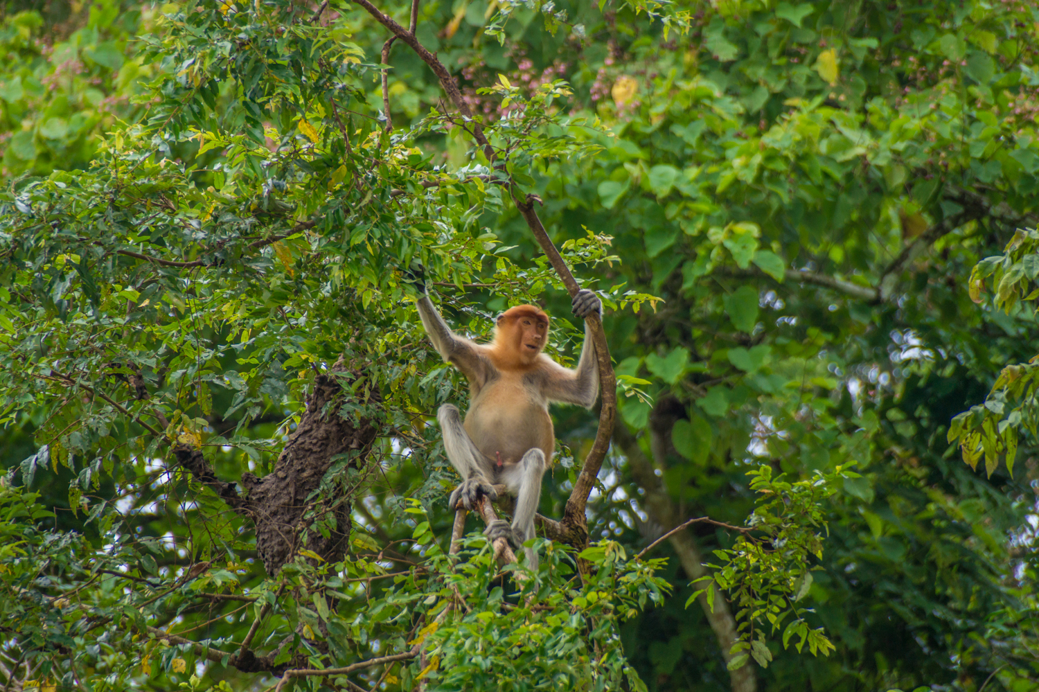 Proboscis Monkey in Bukit Piton