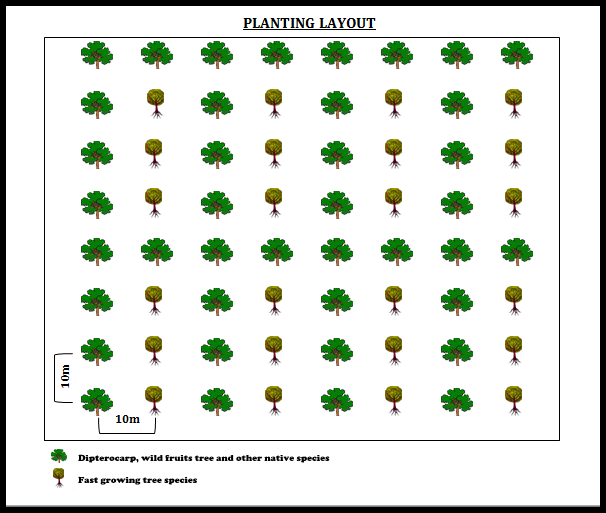 Zeigt auf, wie beim Bukit Piton Projekt gepflanzt wird