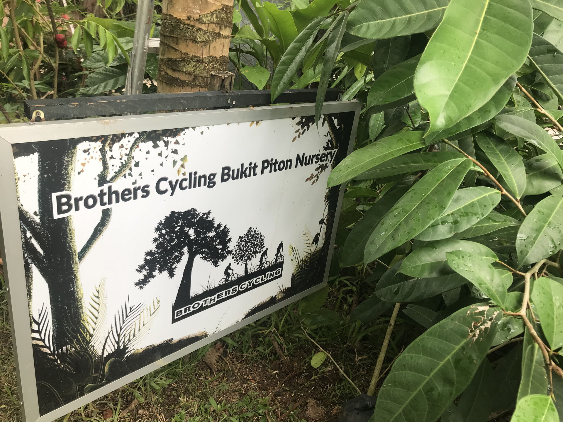 Brothers Cycling Bukit Piton Nursery 