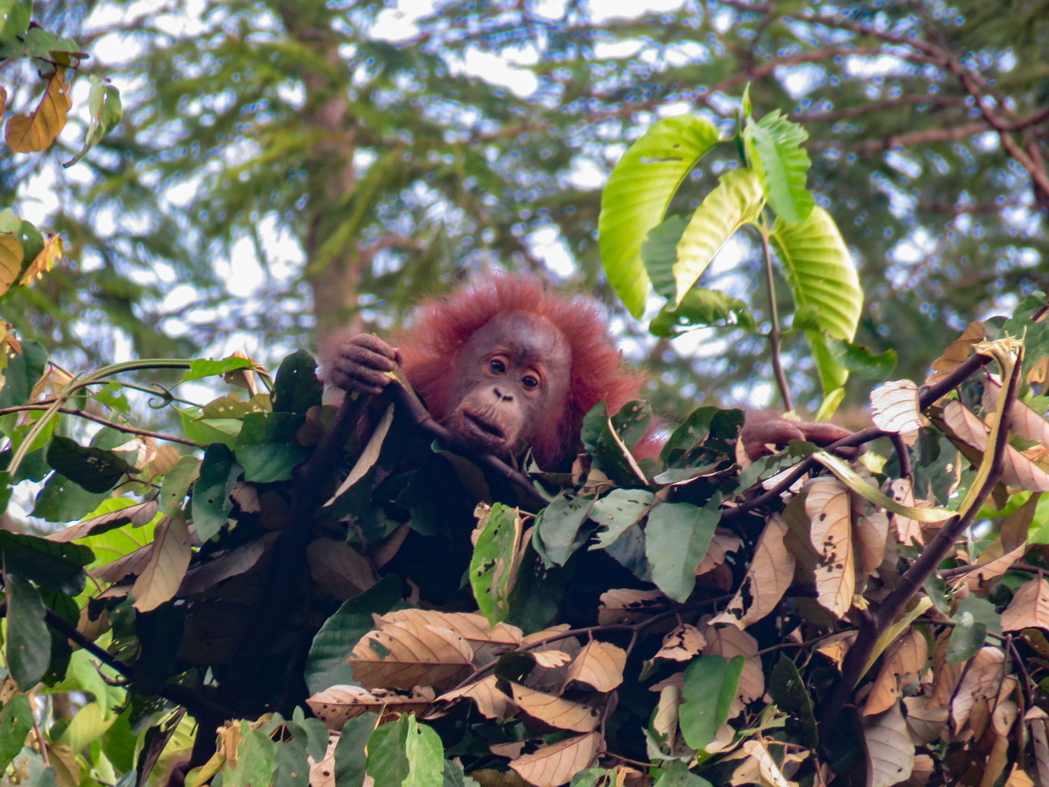 Bukit Piton Orangutan in the nest