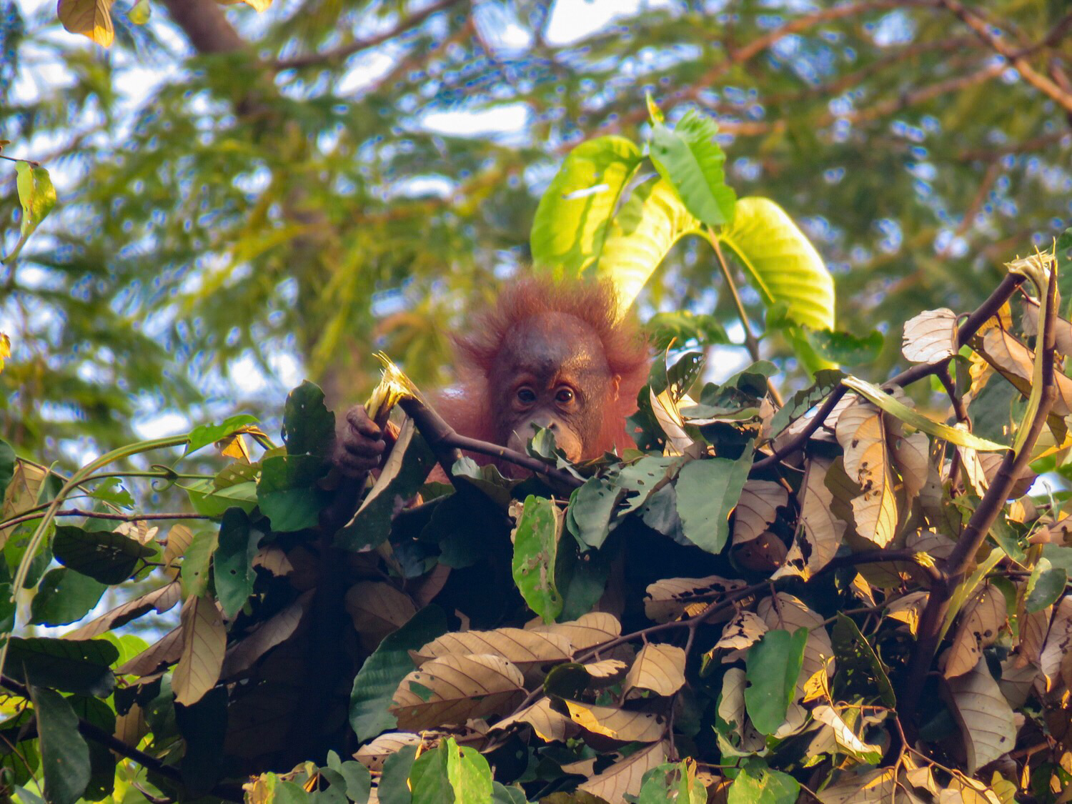 Junger Orang-Utan in seinem Nest in Bukit Piton