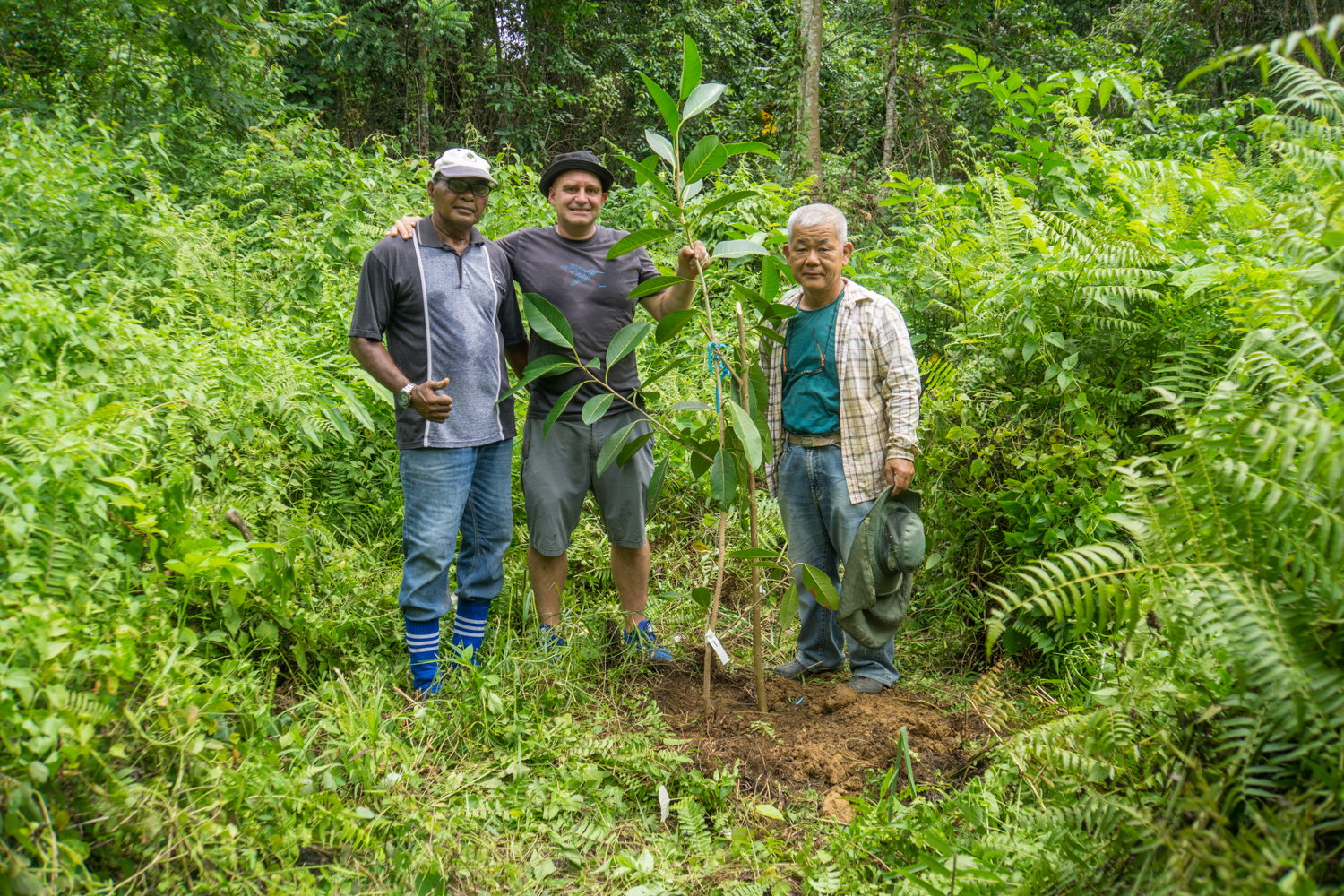 Bukit Piton planting work
