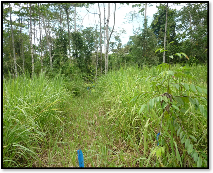 planting line