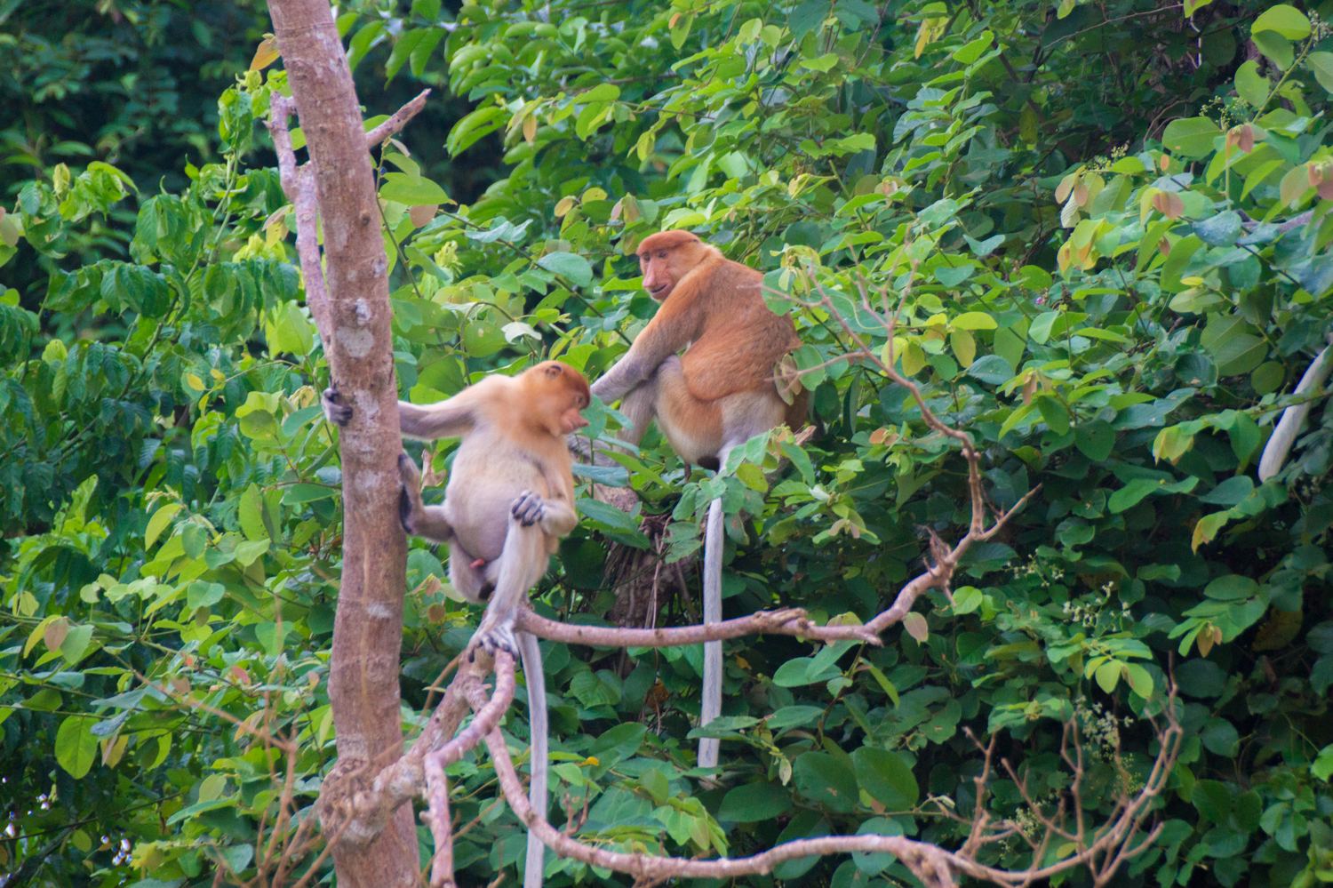 Proboscis Monkey in Bukit Piton