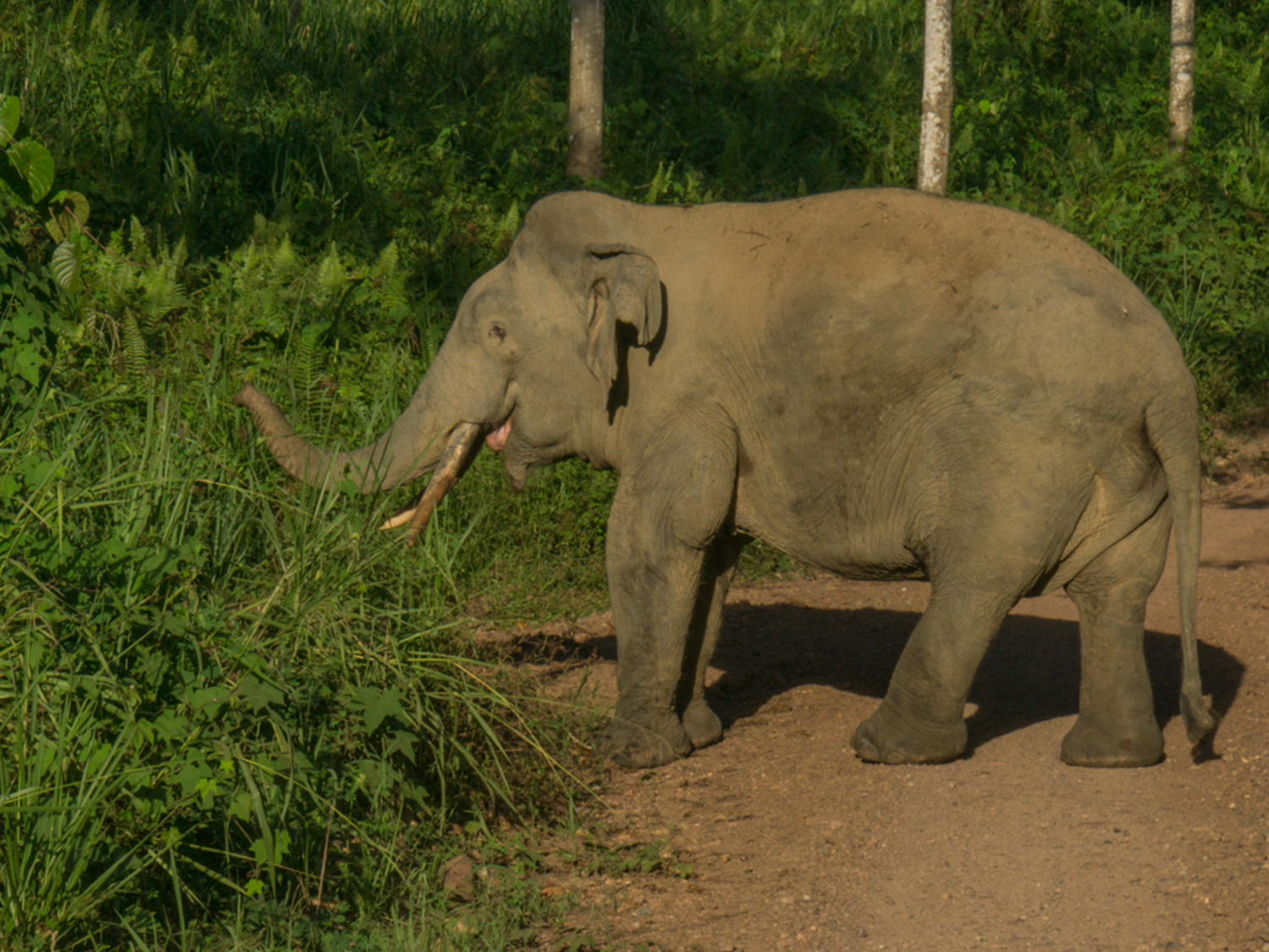 Elefant in Bukit Piton. währen Nachmittagssafari