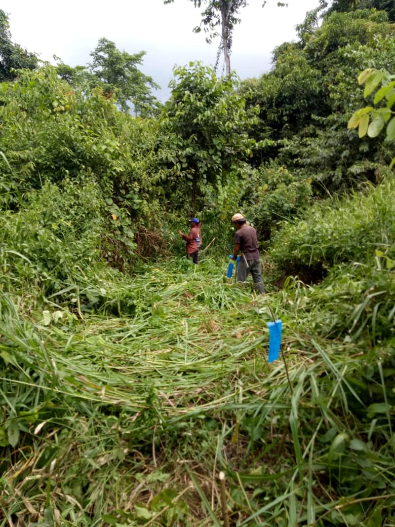 Bukit Piton planting work