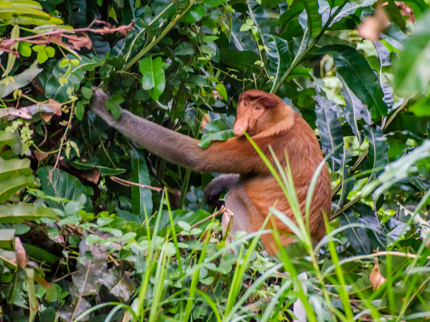 Proboscis Monkey in Bukit Piton